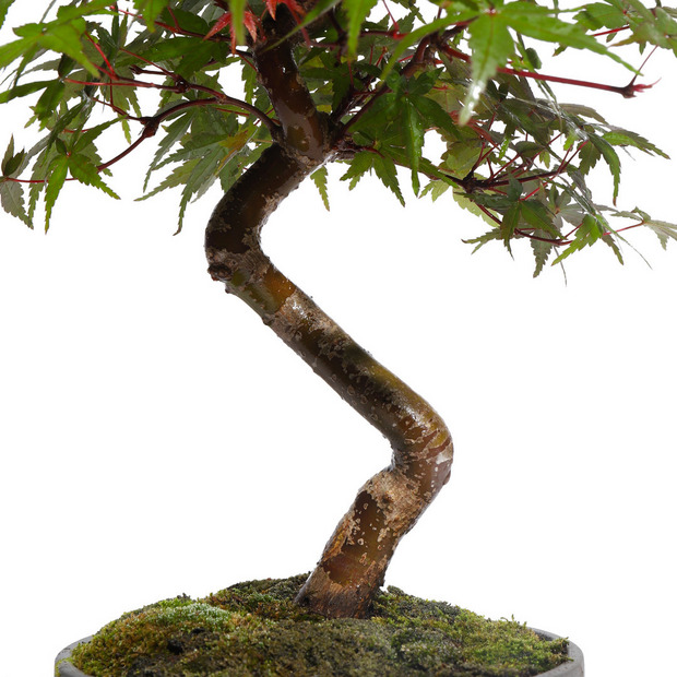もみじ -Japanese maple- (推定樹齢10年)-M0019- 詳細画像